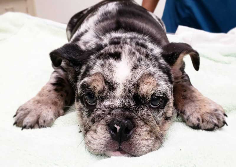 Carousel Slide 3: Dog veterinary care